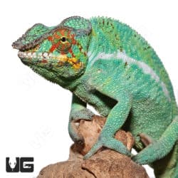 Nosy Be Panther Chameleons (Furcifer pardalis) For Sale - Underground Reptiles