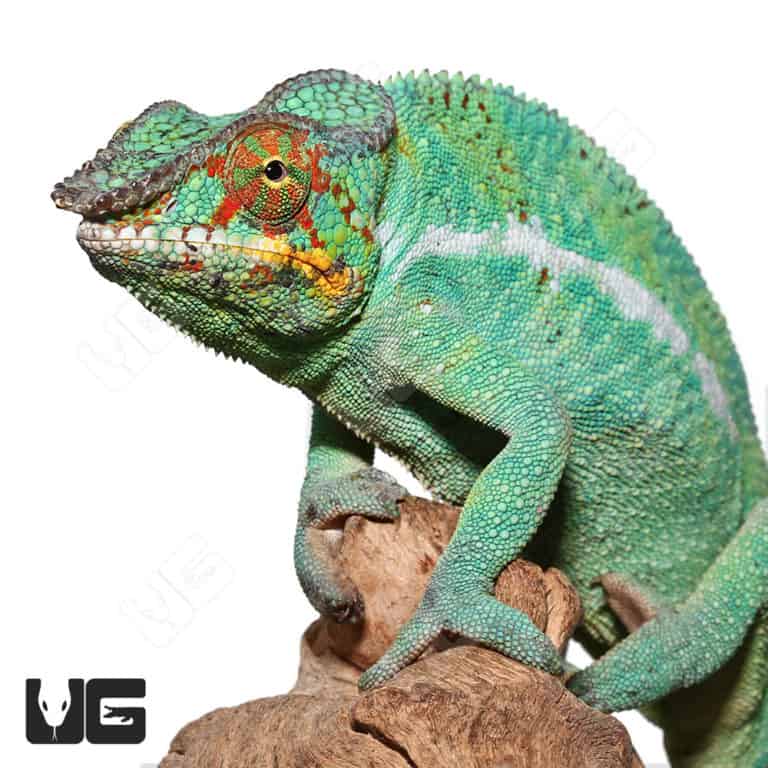 Nosy Be Panther Chameleons For Sale - Underground Reptiles