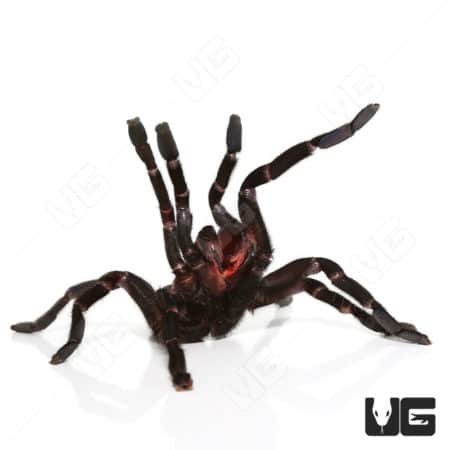 Thai Black Earth Tiger Tarantula, mature female, showcasing striking black and reddish coloration.