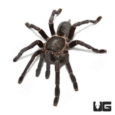 Close-up of a mature female Thai Black Earth Tiger Tarantula on white background.