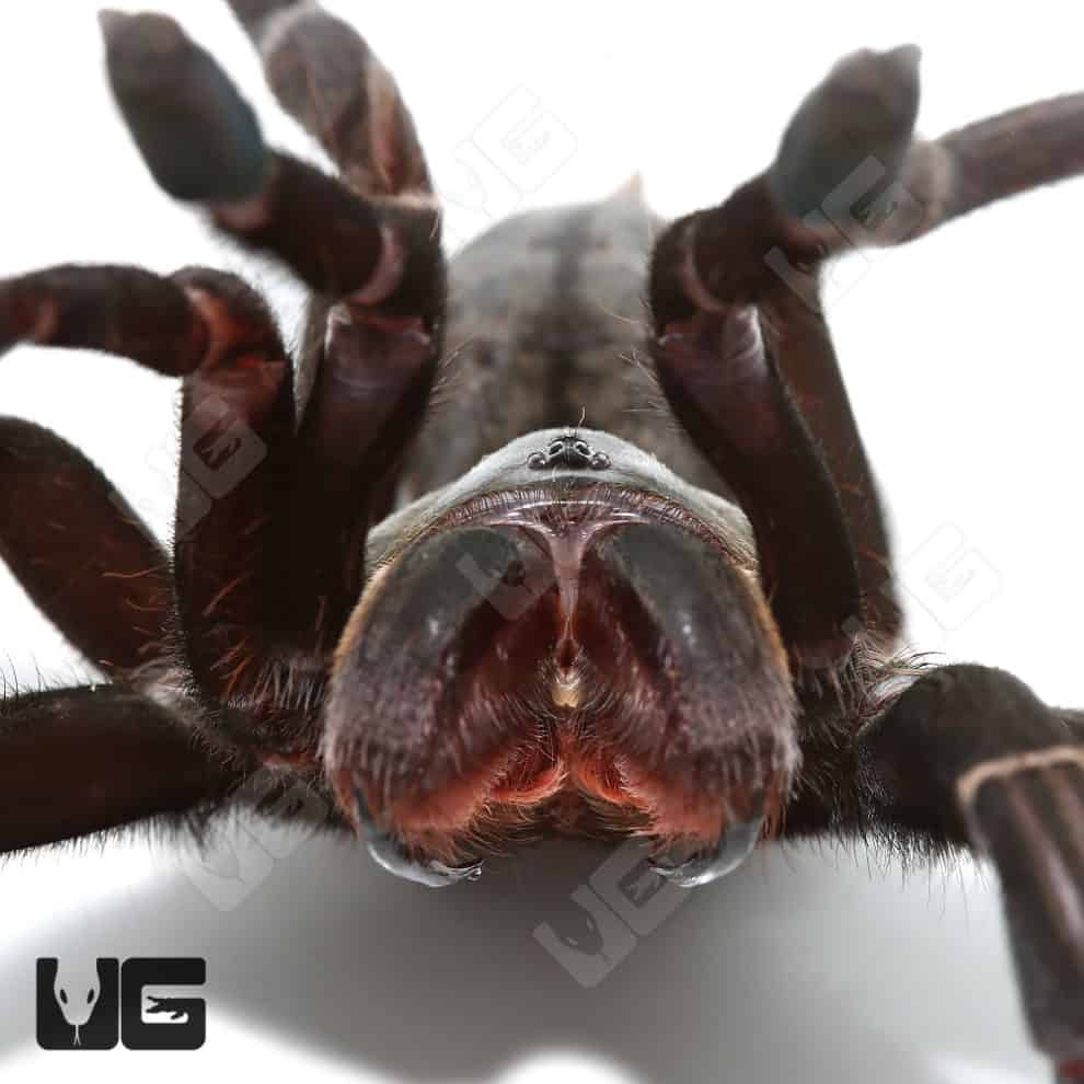 Big Black Earth tiger Tarantula For Sale Underground Reptiles