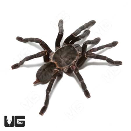Thai Black Earth Tiger Tarantula, mature female, exotic arachnid from undergroundreptiles.com.
