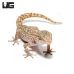 Mocquard's Madagascar Ground Geckos (Paroedura bastardi) For Sale - Underground Reptiles
