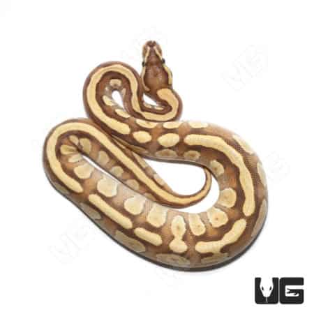 Ball Python with Mojave, Orange Dream, Fire, and Yellowbelly traits.