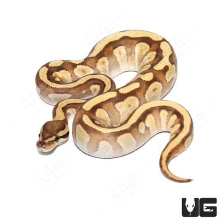 Ball Python with Mojave, Orange Dream, Fire, and Yellowbelly traits, Het Clown, showcasing vibrant c.