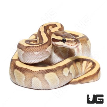 Female Mojave Orange Dream Fire Yellowbelly Het Clown Ball Python, showcasing vibrant colors and uni.