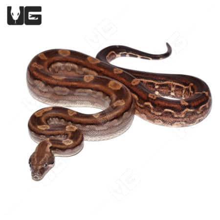 Motley Boa constrictor with black eye anery pattern, male, high contrast coloration.