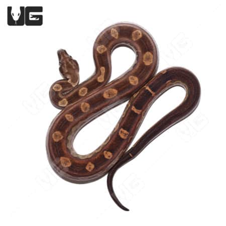 Motley boa constrictor with black eye anery pattern, male, high contrast coloration.