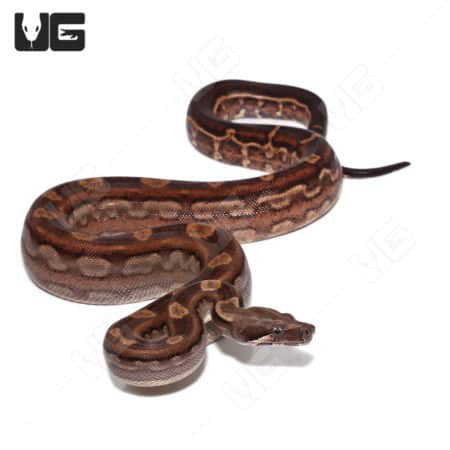 Motley Boa constrictor with black eye anery pattern, male, high-quality reptile for sale.
