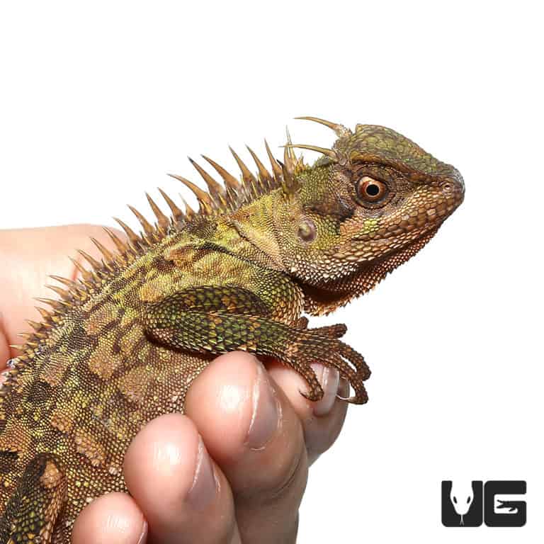 Mountain Horned Lizards For Sale Underground Reptiles