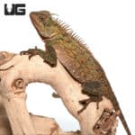 Mountain Horned Lizard (Acanthosaura capra) For Sale - Underground Reptiles