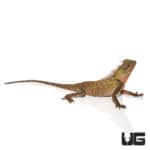 Mountain Horned Lizard (Acanthosaura capra) For Sale - Underground Reptiles