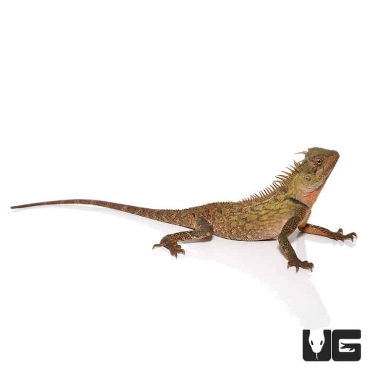Mountain Horned Lizard (Acanthosaura capra) For Sale Underground Reptiles