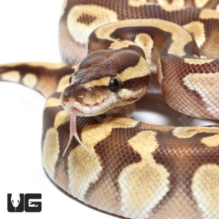 Male Orange Dream Yellowbelly Mojave Het Clown Ball Python (#065) (Python regius) For Sale - Underground Reptiles