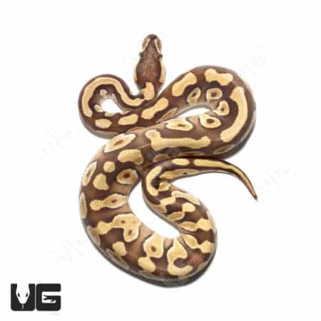 Orange Dream Yellowbelly Mojave Clown Ball Python in vibrant colors.