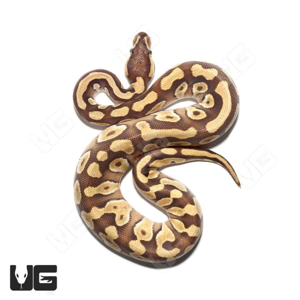 Baby Ball Pythons For Sale Underground Reptiles