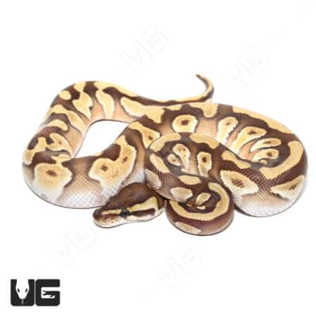 Orange Dream Yellowbelly Mojave Het Clown Ball Python, vibrant and unique reptile for collectors.