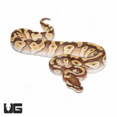 Orange Dream Yellowbelly Mojave Het Clown Ball Python for sale. Stunning morph with vibrant colors a.