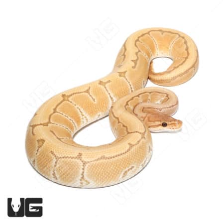 Orange Dream Ultra-mel Pinstripe Het Cryptic Ball Python, showcasing vibrant coloration and unique p.