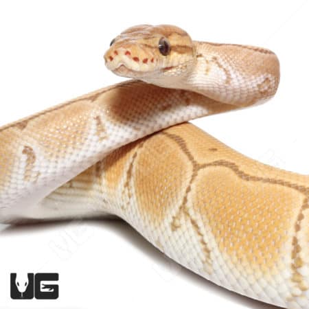 Male Orange Dream Ultra-mel Pinstripe Het Cryptic Ball Python (#053) (Python regius) For Sale - Underground Reptiles