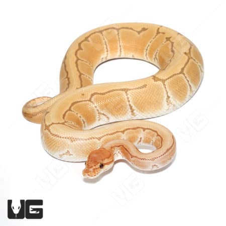 Male Orange Dream Ultra-mel Pinstripe Het Cryptic Ball Python (#053) (Python regius) For Sale - Underground Reptiles