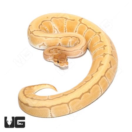 Ball Python with orange, yellow, and pinstripe pattern, showcasing vibrant coloration.