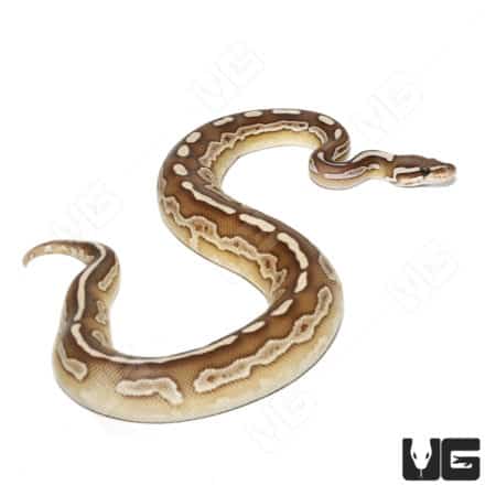 Panther Butter Het Pied Ball Python snake, showcasing unique color morphs.