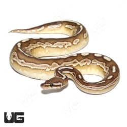 Panther Butter Het Pied Ball Python (#059) (Python regius) For Sale - Underground Reptiles