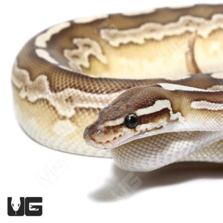 Beautiful Panther Butter Het Pied Ball Python with unique color pattern.