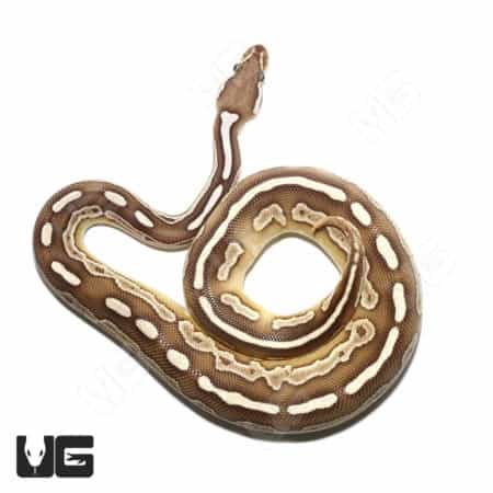 Panther Butter Het Pied Ball Python snake, rare morph, for reptile enthusiasts.