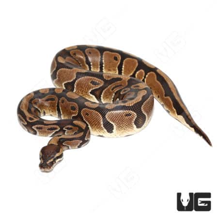 Female Panther Het Pied Ball Python for sale at Underground Reptiles. Stunning morph with unique pat.