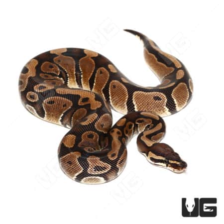 Female Panther Het Pied Ball Python (#058) (Python regius) For Sale - Underground Reptiles