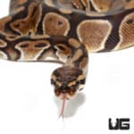 Female Panther Het Pied Ball Python (#058) (Python regius) For Sale - Underground Reptiles