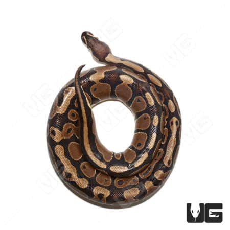 Female Panther Het Pied Ball Python (#058) (Python regius) For Sale - Underground Reptiles
