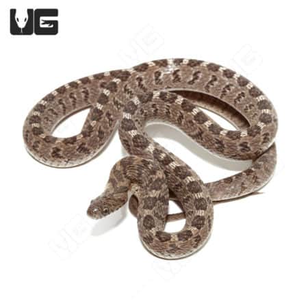 Egg-eating snake with diamond pattern, native to Southeast Asia.