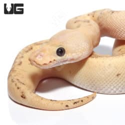 Baby Male Pastel High Intensity OD Pinstripe Clown Python (Python regius) For Sale - Underground Reptiles