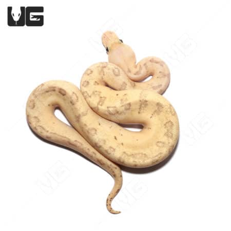 Baby Male Pastel High Intensity OD Pinstripe Clown Python (Python regius) For Sale - Underground Reptiles