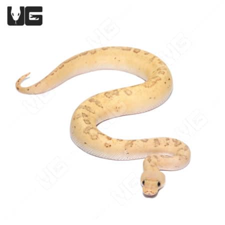 Baby Male Pastel High Intensity OD Pinstripe Clown Python (Python regius) For Sale - Underground Reptiles