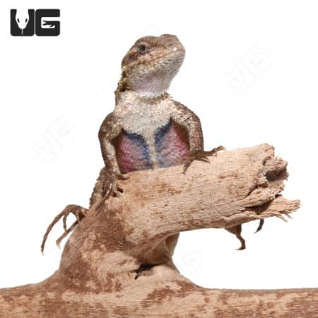 Pink Belly Swifts (Sceloporus variabilis) For Sale - Underground Reptiles