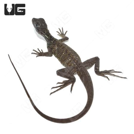 Baby Weber's Sailfin Dragon, small lizard with spiny fins and long tail.