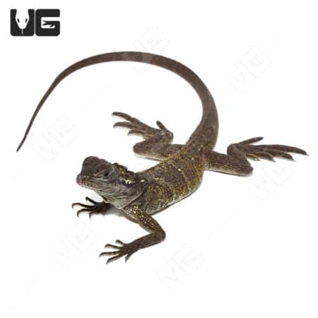 Young Weber's Sailfin Dragon with detailed scales and prominent fins.