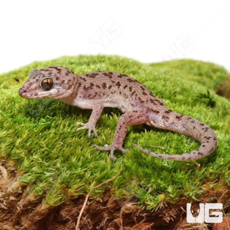 Siamese Leaf-Toed Gecko (Dixonius Siamensis) For Sale - Underground Reptiles