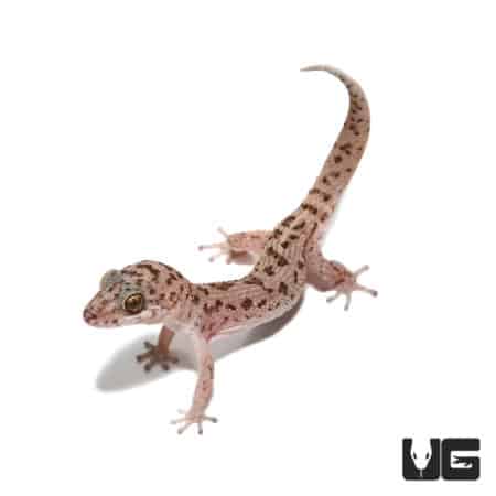 Siamese Leaf-Toed Gecko (Dixonius Siamensis) For Sale - Underground Reptiles