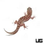 Siamese Leaf-Toed Gecko (Dixonius Siamensis) For Sale - Underground Reptiles