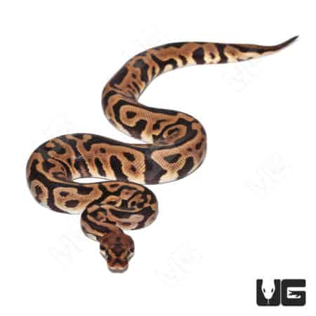 Male Spotnose Leopard Clown (Batman) Ball Python (Python regius) For Sale - Underground Reptiles