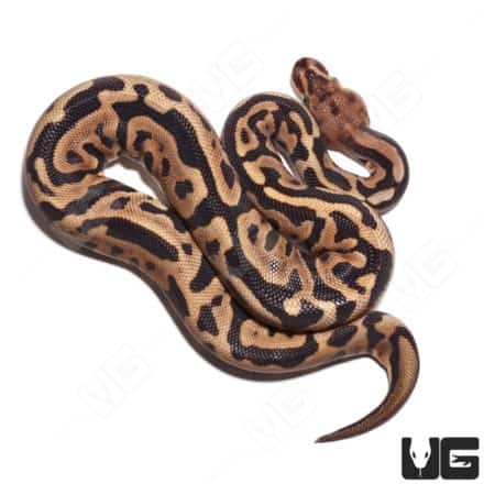 Male Spotnose Leopard Clown (Batman) Ball Python (Python regius) For Sale - Underground Reptiles