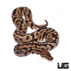 Male Spotnose Leopard Clown (Batman) Ball Python (Python regius) For Sale - Underground Reptiles