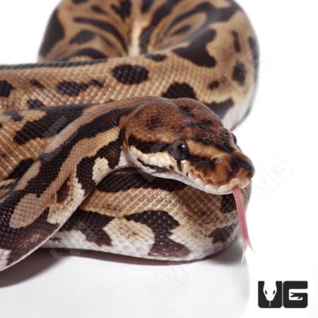 Male Spotnose Leopard Clown (Batman) Ball Python (Python regius) For Sale - Underground Reptiles