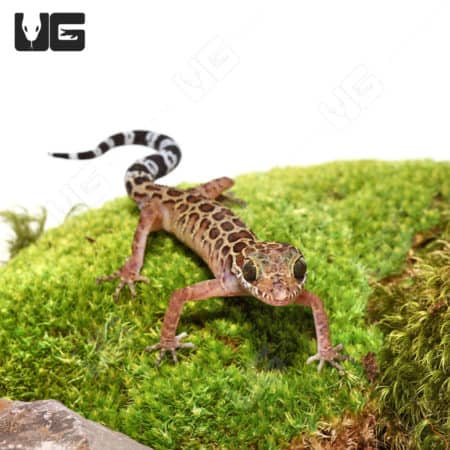 Spotted Pegu Forest Gecko on mossy surface, showcasing its distinctive markings.