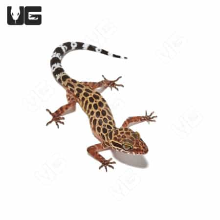 Close-up of a Spotted Pegu Forest Gecko with distinctive markings.